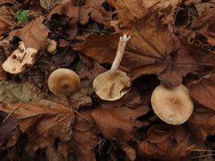 Pholiota lenta