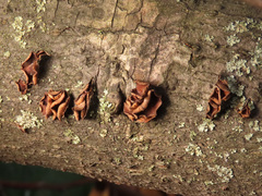 Encoelia tiliacea