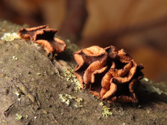 Encoelia tiliacea