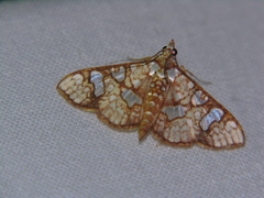 Glyphodes canthusalis