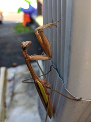 Tenodera sinensis