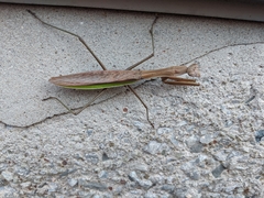Tenodera sinensis