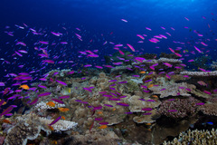 Luzonichthys waitei