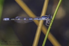 Enallagma recurvatum