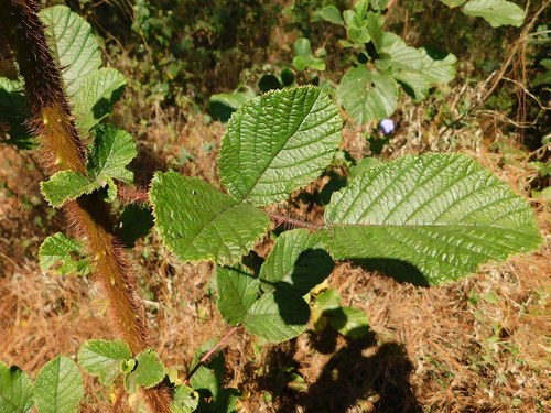 Rubus ellipticus image