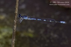 Enallagma recurvatum