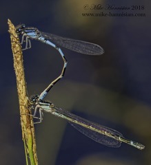 Enallagma recurvatum