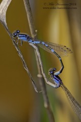 Enallagma recurvatum