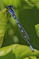 Enallagma recurvatum