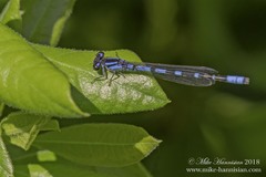 Enallagma recurvatum