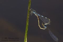 Enallagma recurvatum