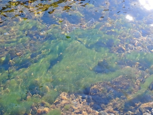 Zelene alge (Chlorophyta)