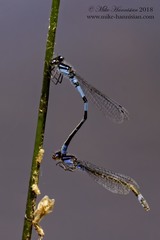 Enallagma recurvatum