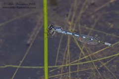 Enallagma recurvatum