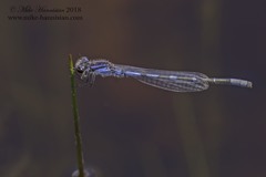 Enallagma recurvatum