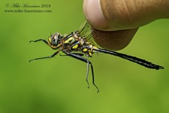 Somatochlora ensigera