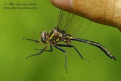 Somatochlora ensigera