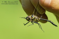 Somatochlora ensigera