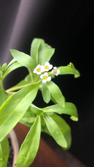 Magnoliopsida