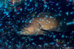 Mycteroperca interstitialis