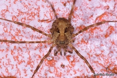 Dicranopalpus gallaecicus