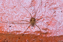 Dicranopalpus gallaecicus