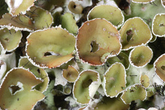 Parmotrema subrigidum