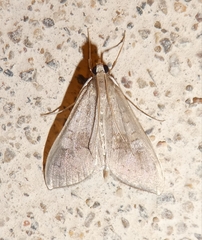 Mecyna asinalis