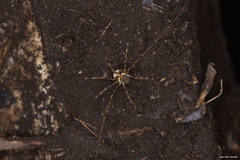 Dicranopalpus gallaecicus