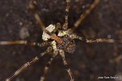 Dicranopalpus gallaecicus