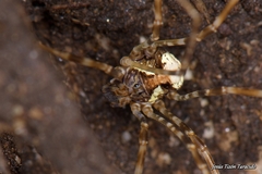 Dicranopalpus gallaecicus