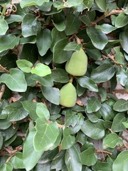 Ficus pumila