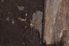 Dicranopalpus gallaecicus