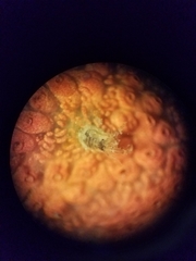 Monocorophium acherusicum