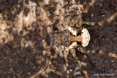 Dicranopalpus gallaecicus