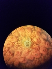 Monocorophium acherusicum