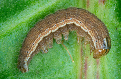 Ochropleura
