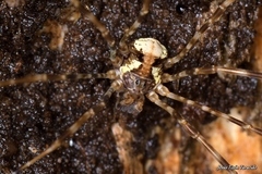 Dicranopalpus gallaecicus