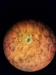 Monocorophium acherusicum