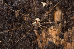 Dicranopalpus gallaecicus