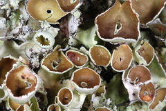 Parmotrema subrigidum