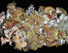 Parmotrema subrigidum