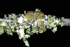 Parmotrema subrigidum