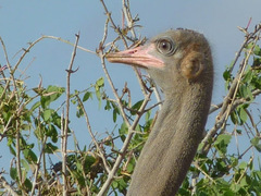 Struthio molybdophanes