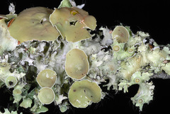 Parmotrema subrigidum