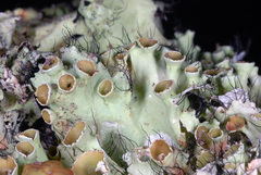 Parmotrema subrigidum