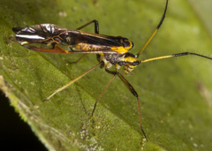 Thyrsophorinae