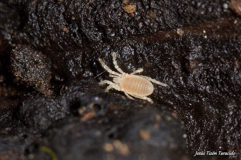 Boreophthalmi