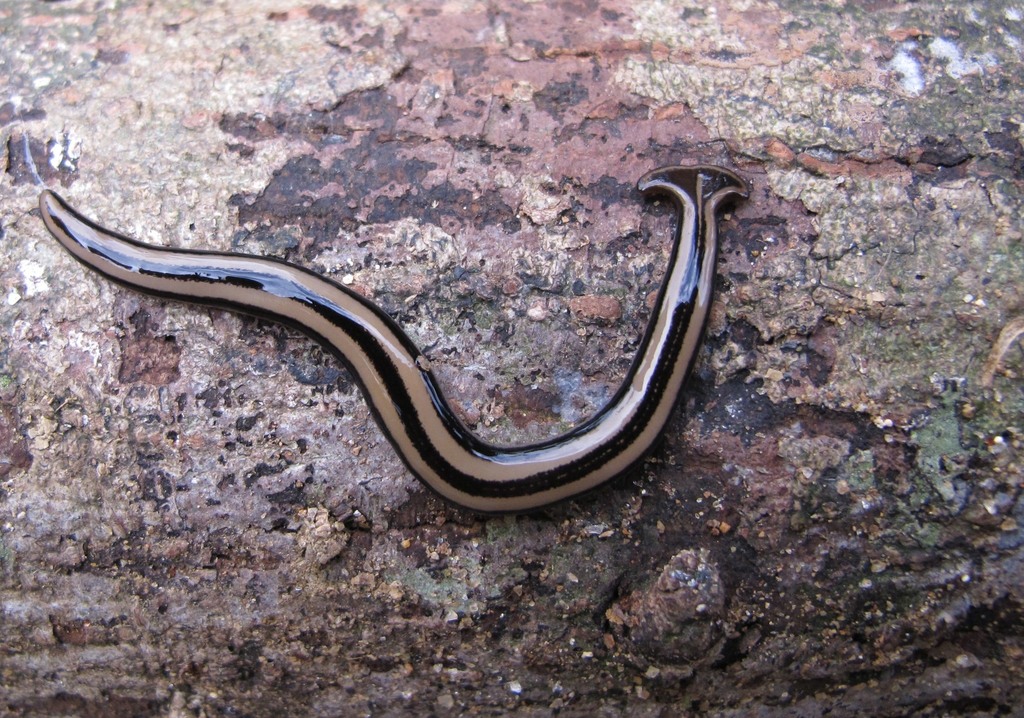 Humbertium proserpina