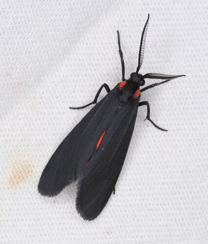 Lycomorpha splendens photo 2